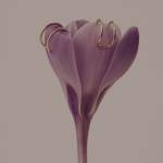 kolczyki muse 08 gold miniaturka 3